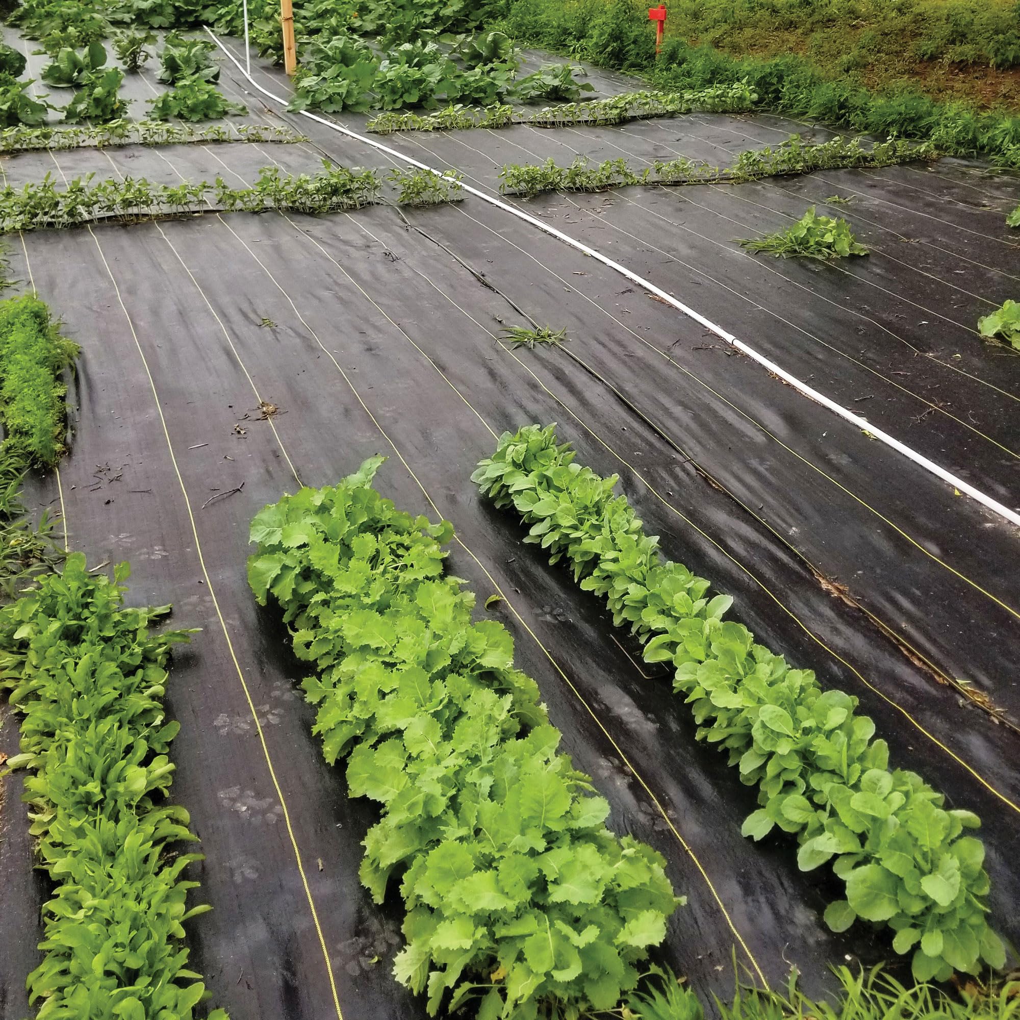 Dewitt 5-Pack Sunbelt Weed Barrier Fabric 3.2 oz, 6 x 300 Feet – Heavy-Duty Ground Cover Mat for Greenhouse Floors, Garden Rows, Raised Beds, Yard Gardening, and Outdoor Landscape Protection - Image 9