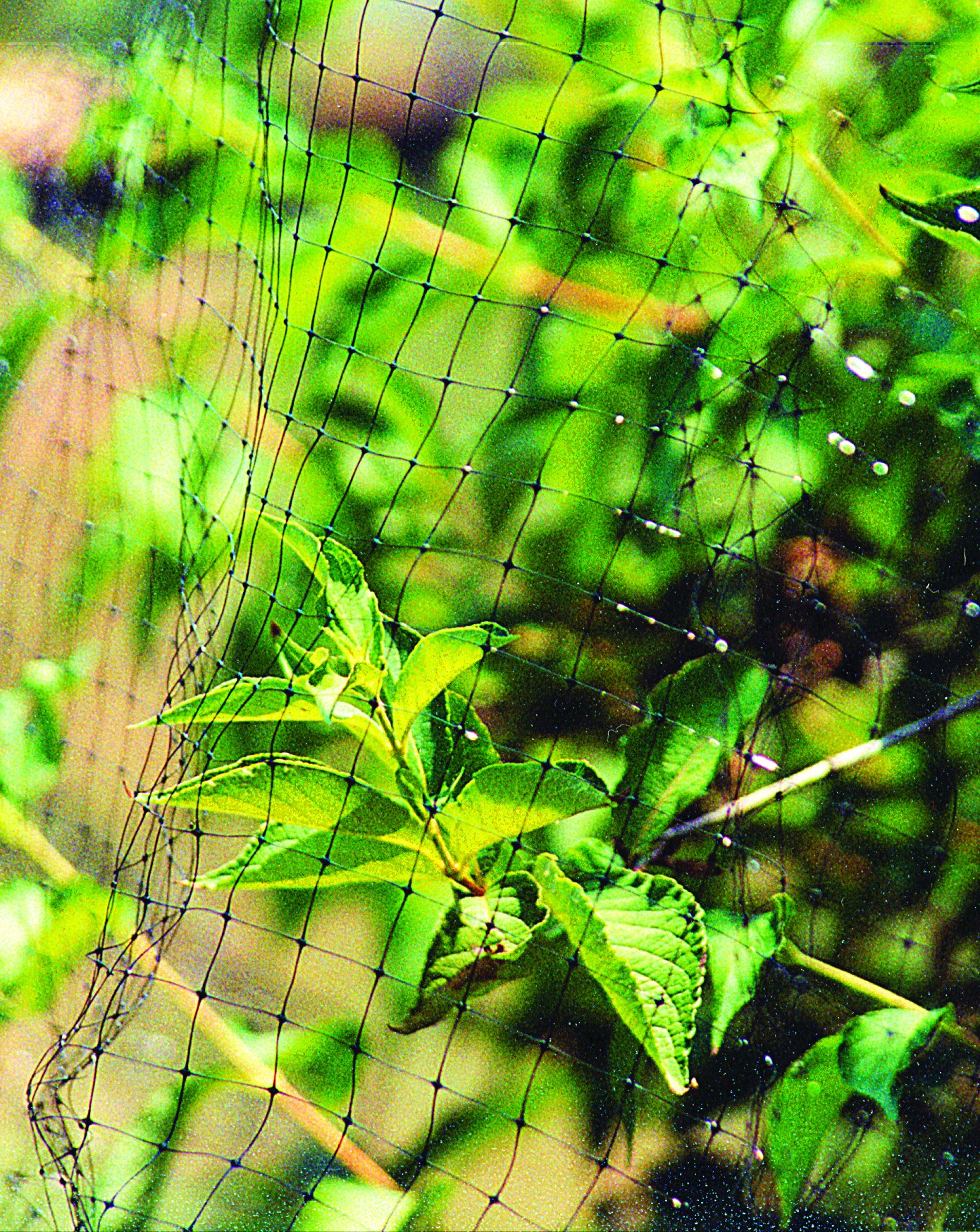 Dewitt Company 14-Feet by 300-Feet Bird Barricade - Image 4